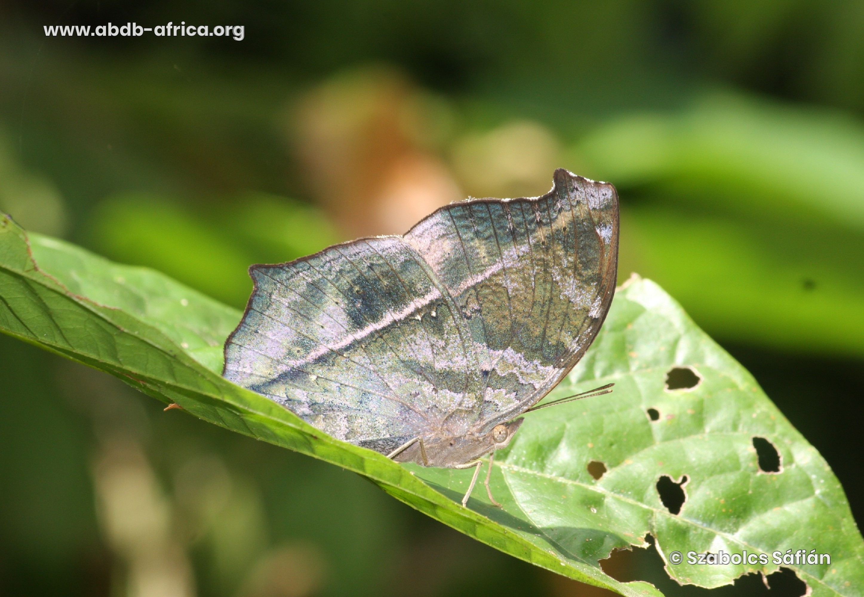 ABDB African Butterfly Database