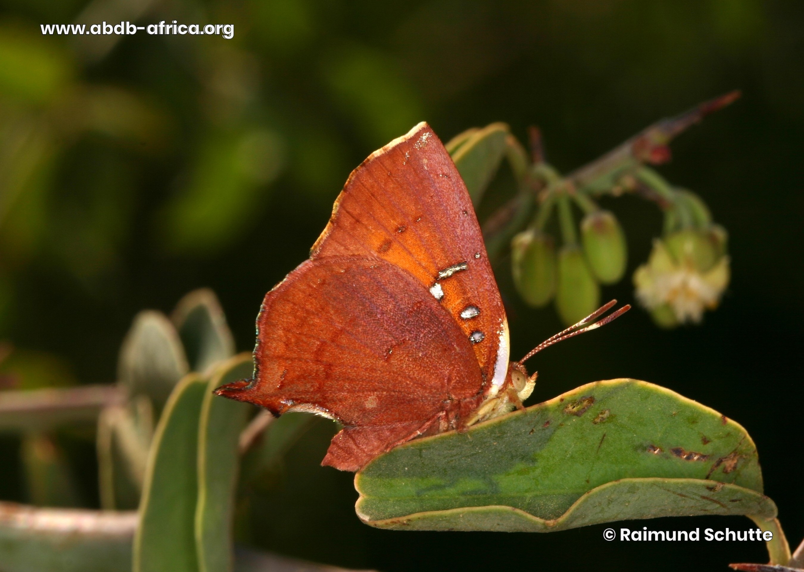 ABDB - African Butterfly Database