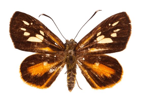 Argemma argyrosticta argyrosticta male,recto.jpg