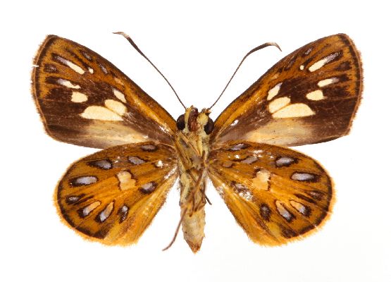 Argemma argyrosticta argyrosticta male verso.jpg