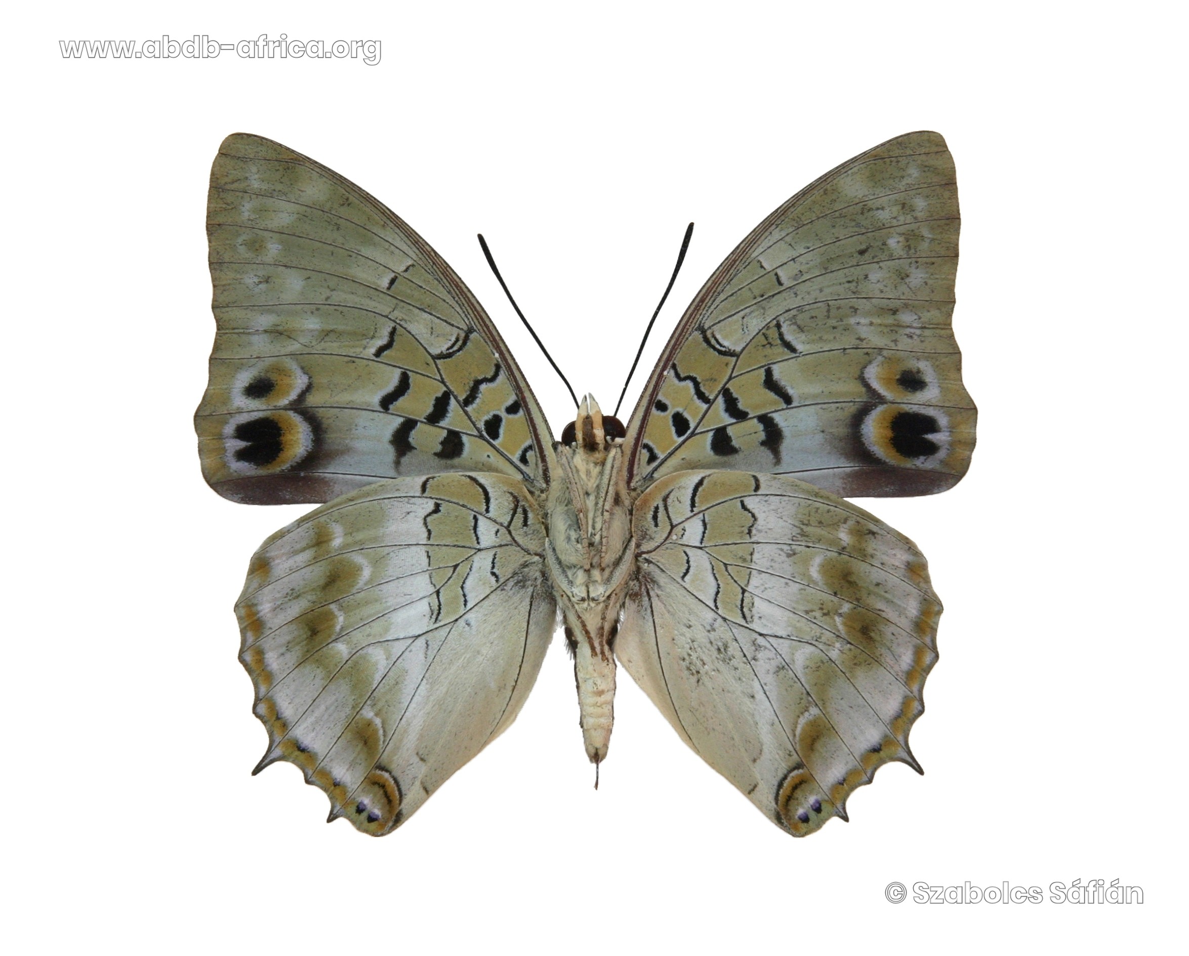 ABDB - African Butterfly Database