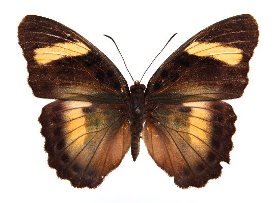 Euphaedra ceres - female,recto.jpg