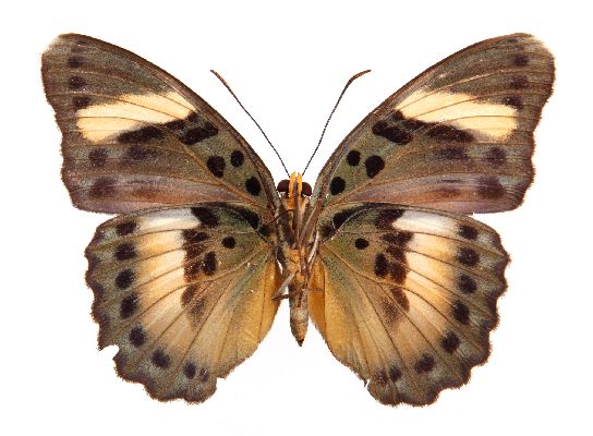Euphaedra ceres - female,verso.jpg