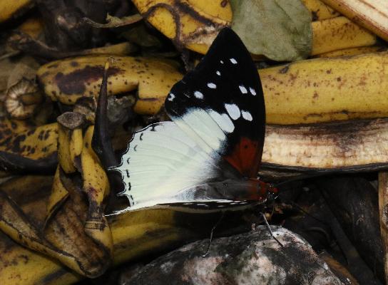 Charaxes hadrianus