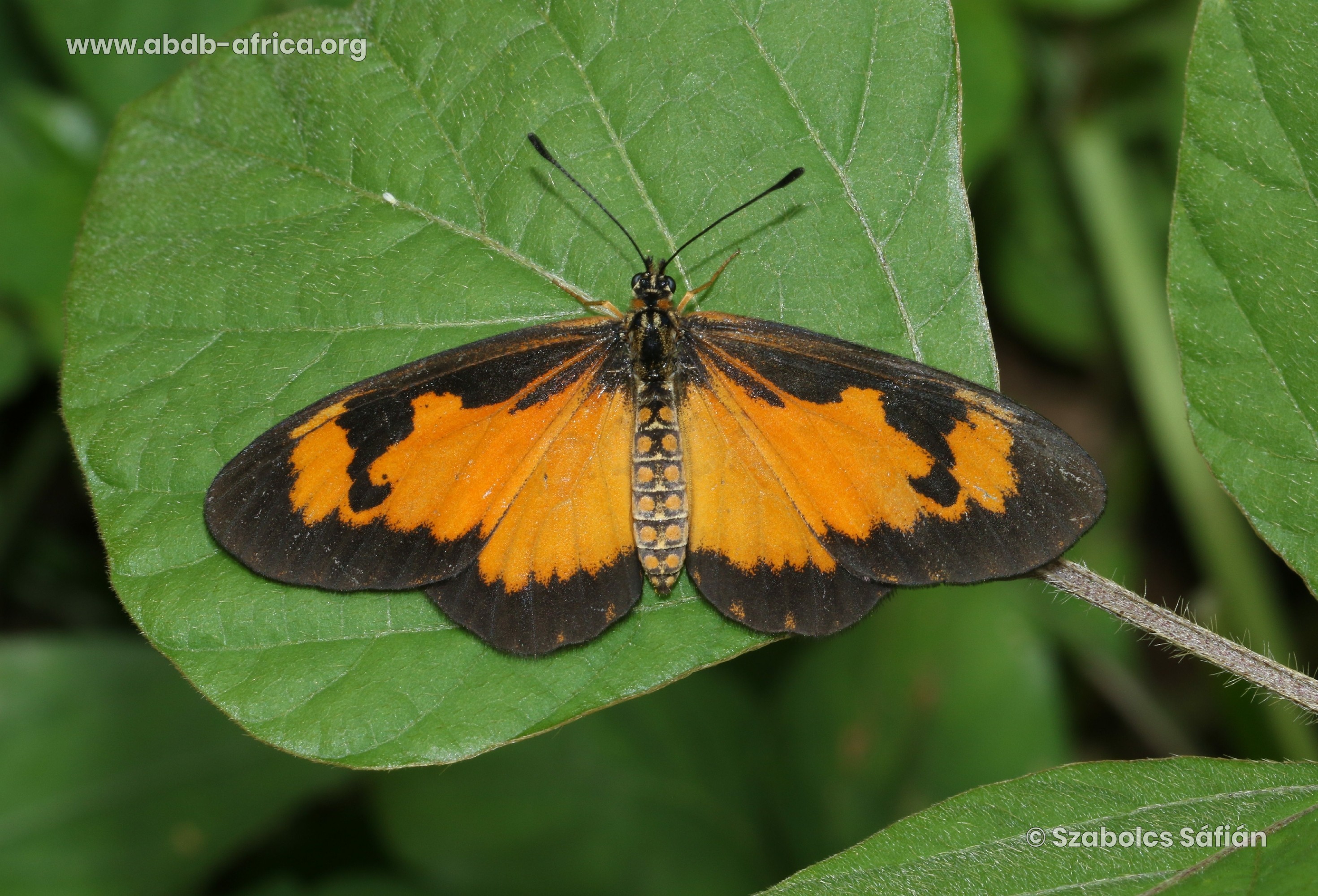 Acraea acerata Hewitson, 1874