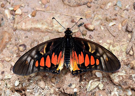 Graphium ridleyanus male UPS