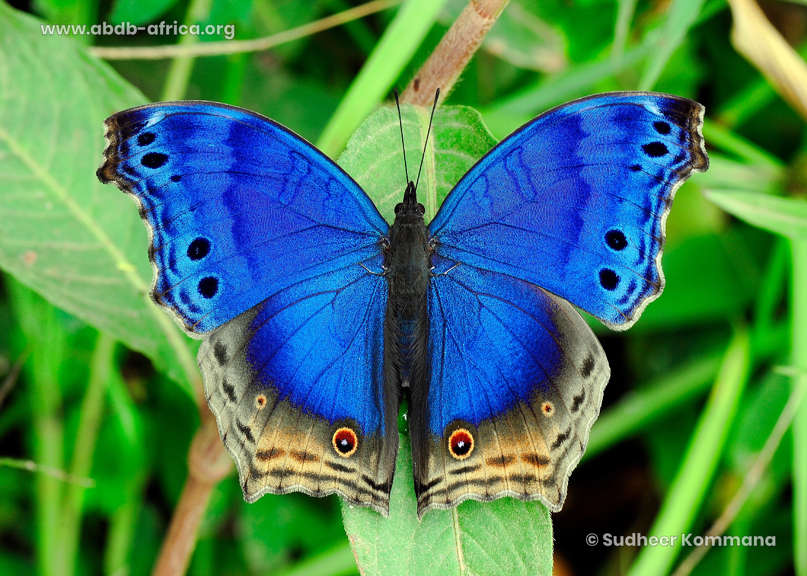 Protogoniomorpha temora (Felder & Felder, 1867)