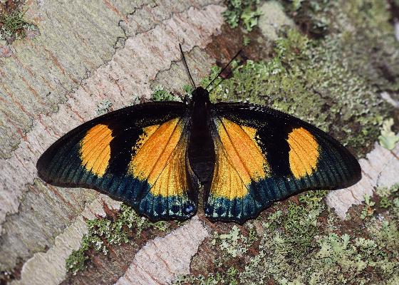 Charaxes fournierae kigeziensis female UPS