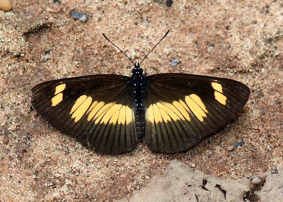 Neptis ochracea ochracea male UPS